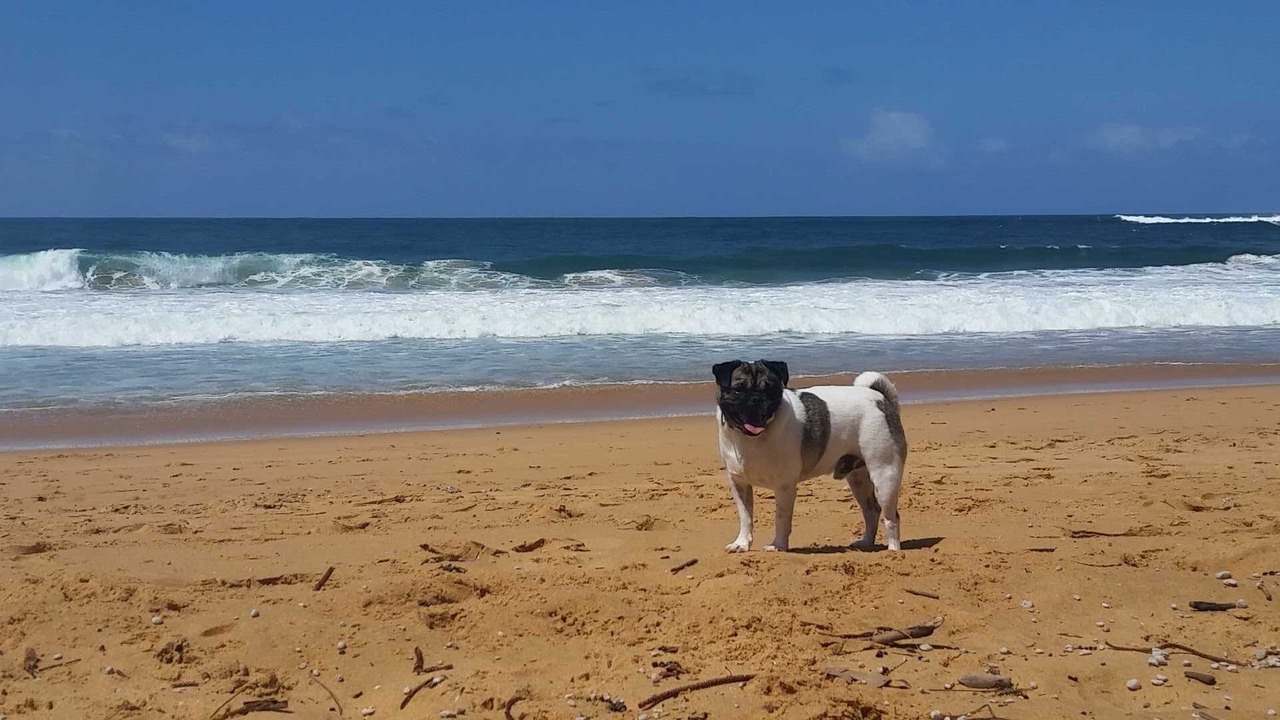 Photo of Others in Macmasters Beach