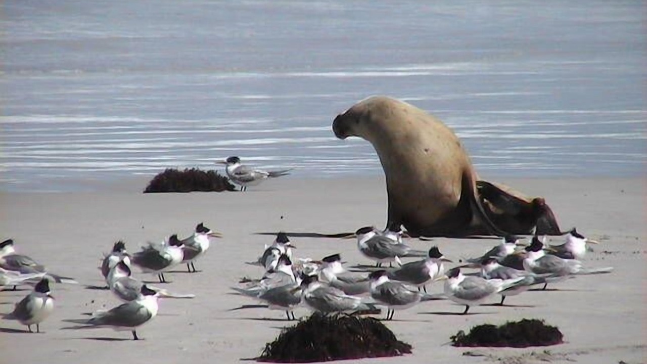Photo of Others in Island Beach