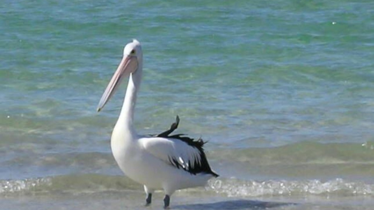 Photo of Others in Island Beach