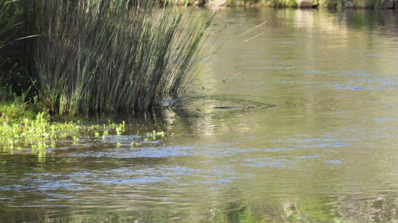 Photo of Outdoor in Charleys Forest