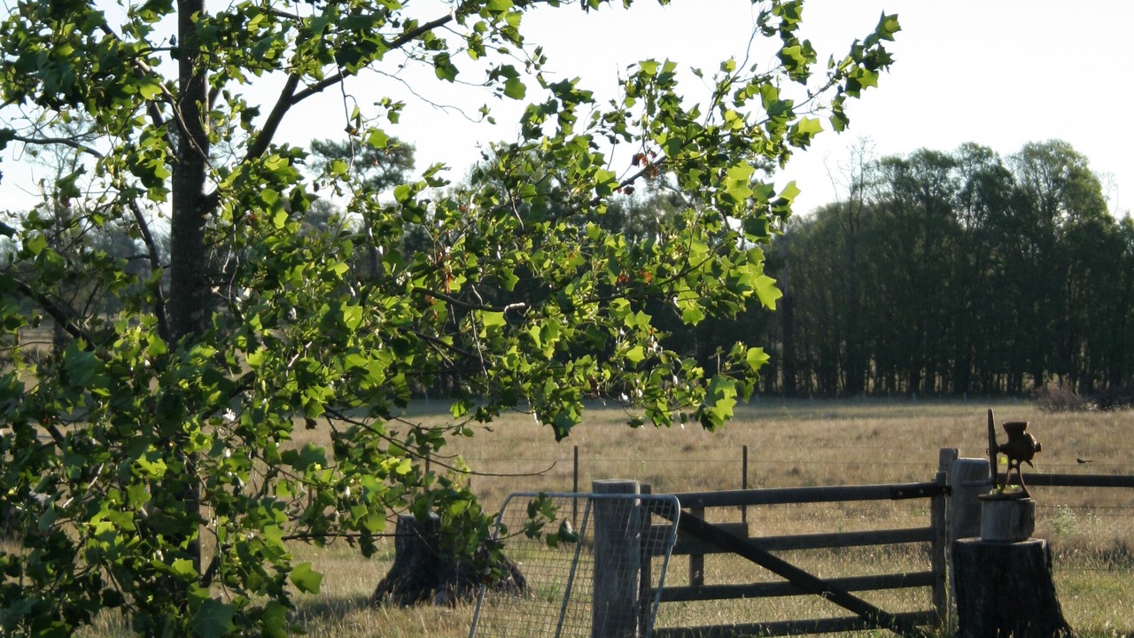 Photo of Others in Dangarsleigh