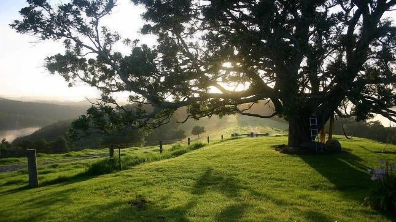 Photo of Others in Little Forest