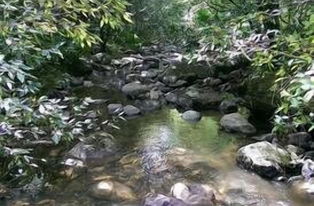 Photo of Others in Little Forest
