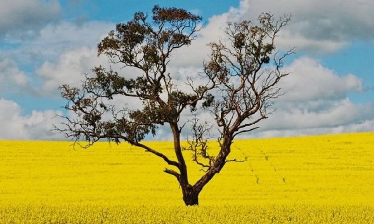 Photo of Others in Canowindra