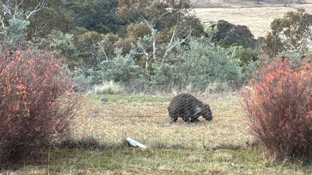 Photo of Others in Berridale