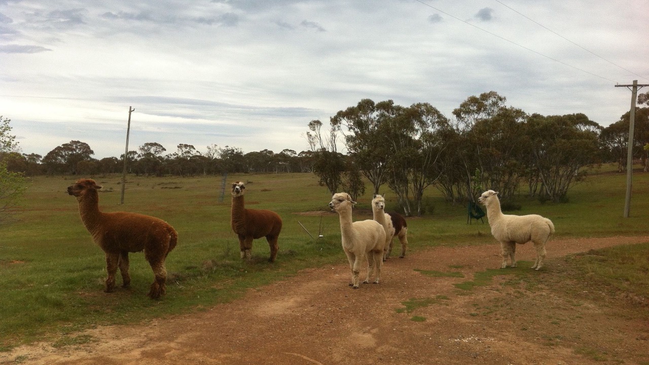 Photo of Others in Berridale