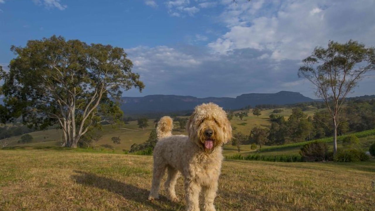 Photo of Others in Megalong Valley