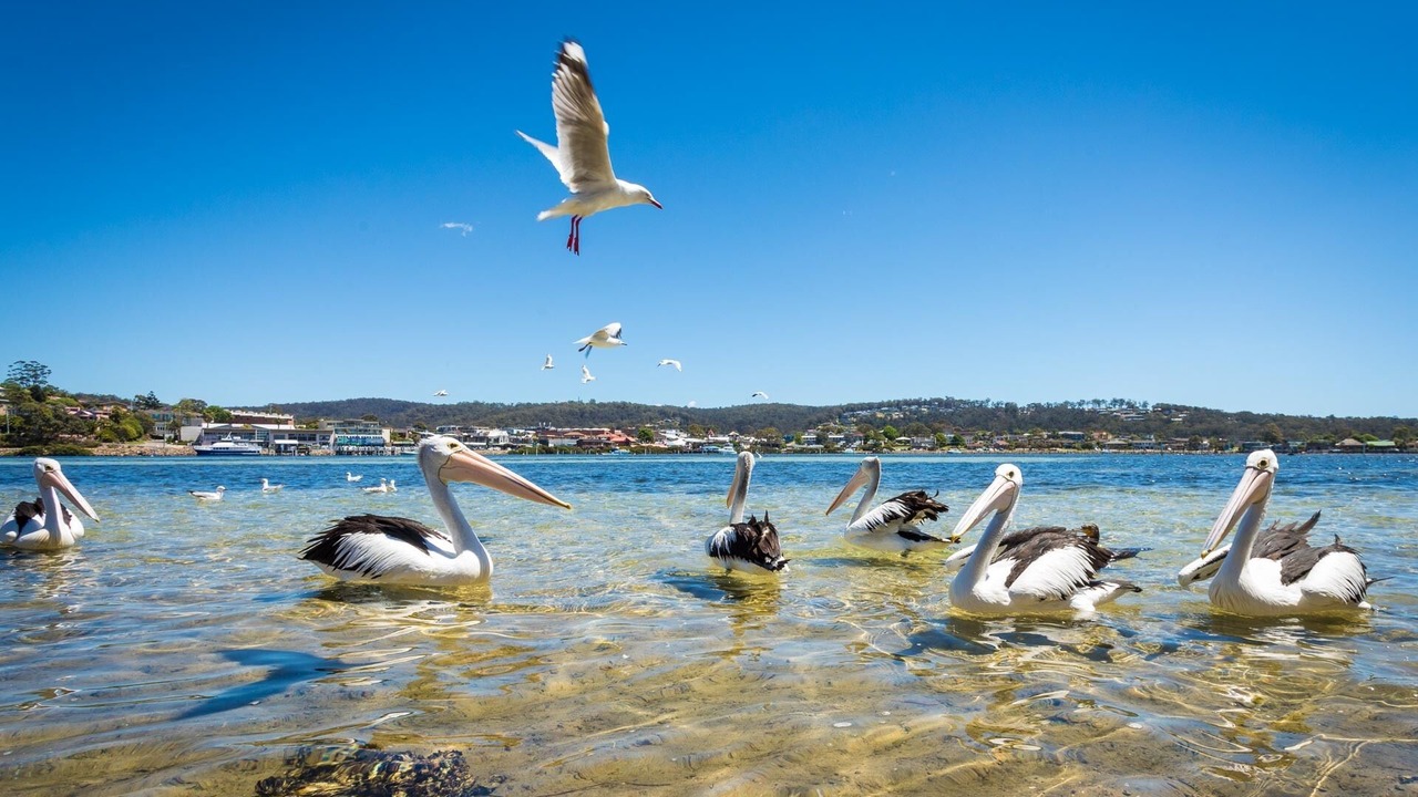 Photo of Others in Merimbula