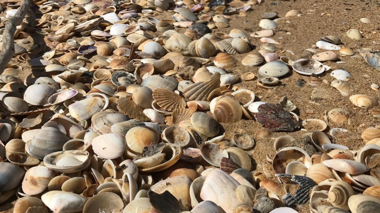 Photo of Others in Paradise Beach