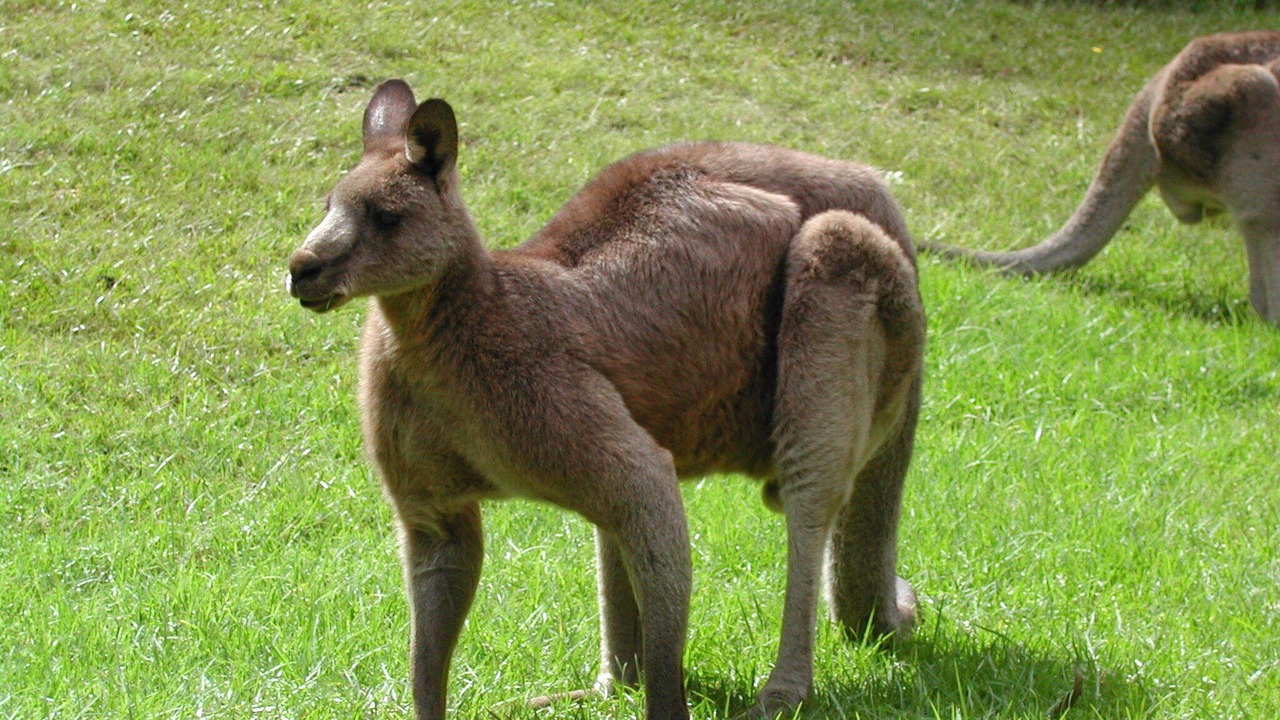 Photo of Others in Longreach