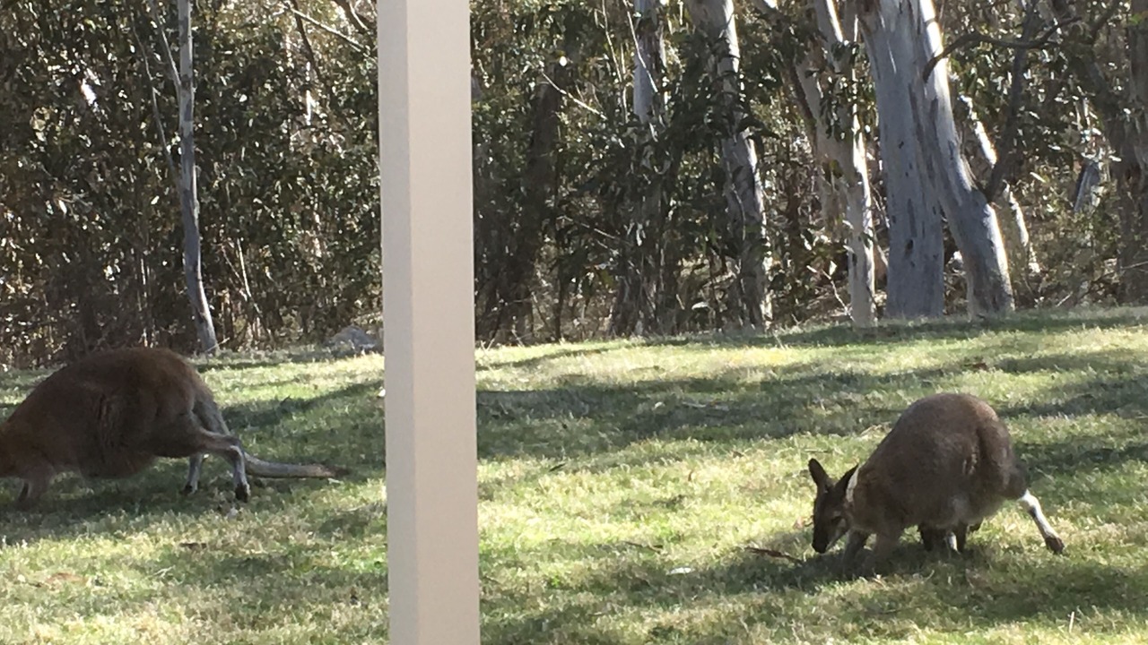 Photo of Others in Crackenback