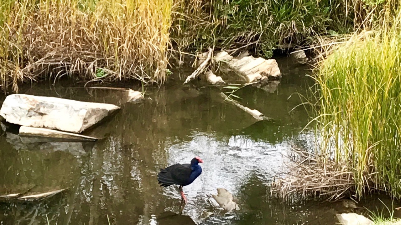 Photo of Others in Strathalbyn
