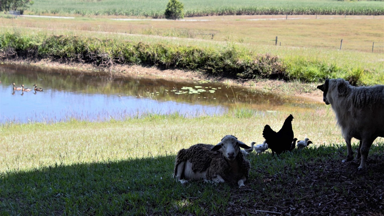 Photo of Outdoor in Shannonvale