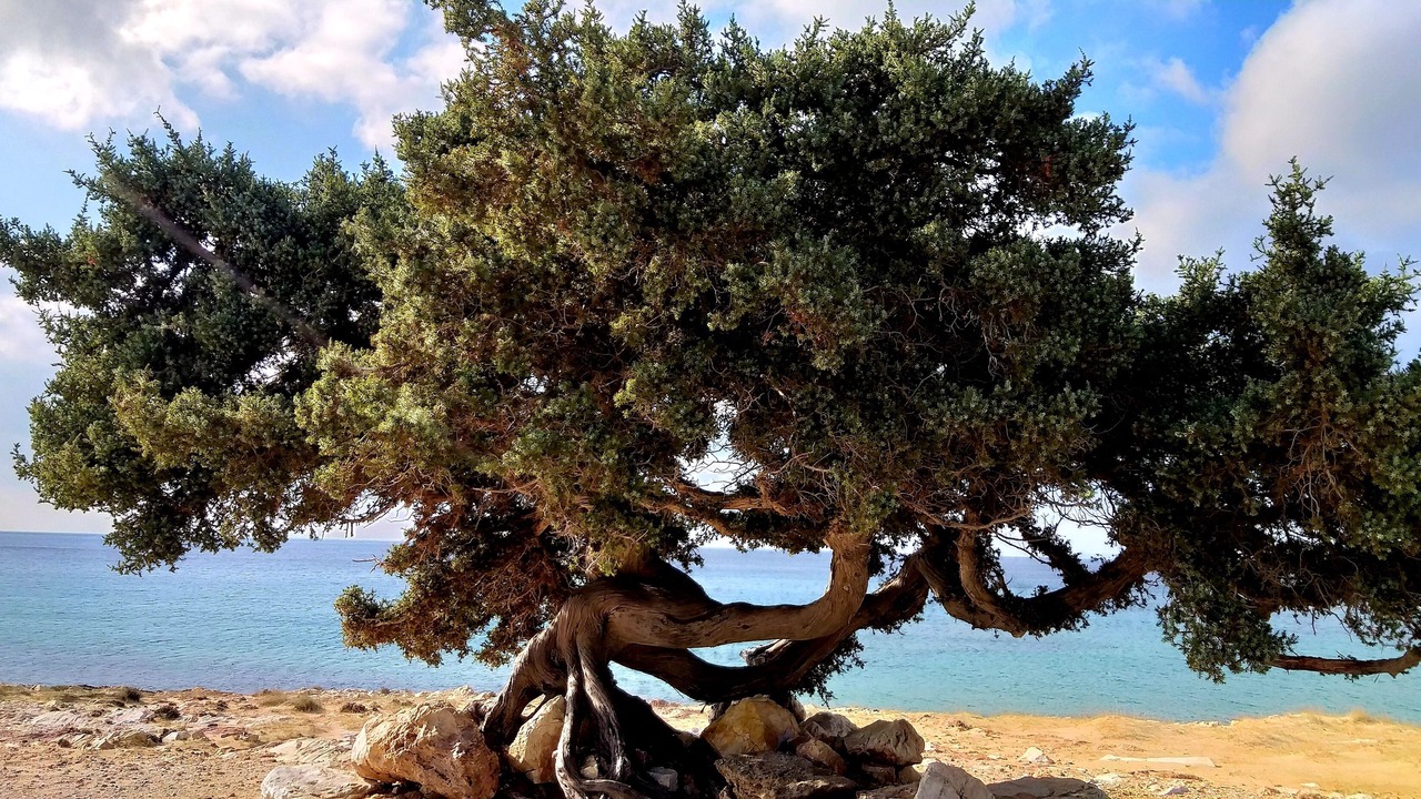 Photo of Others in Naxos