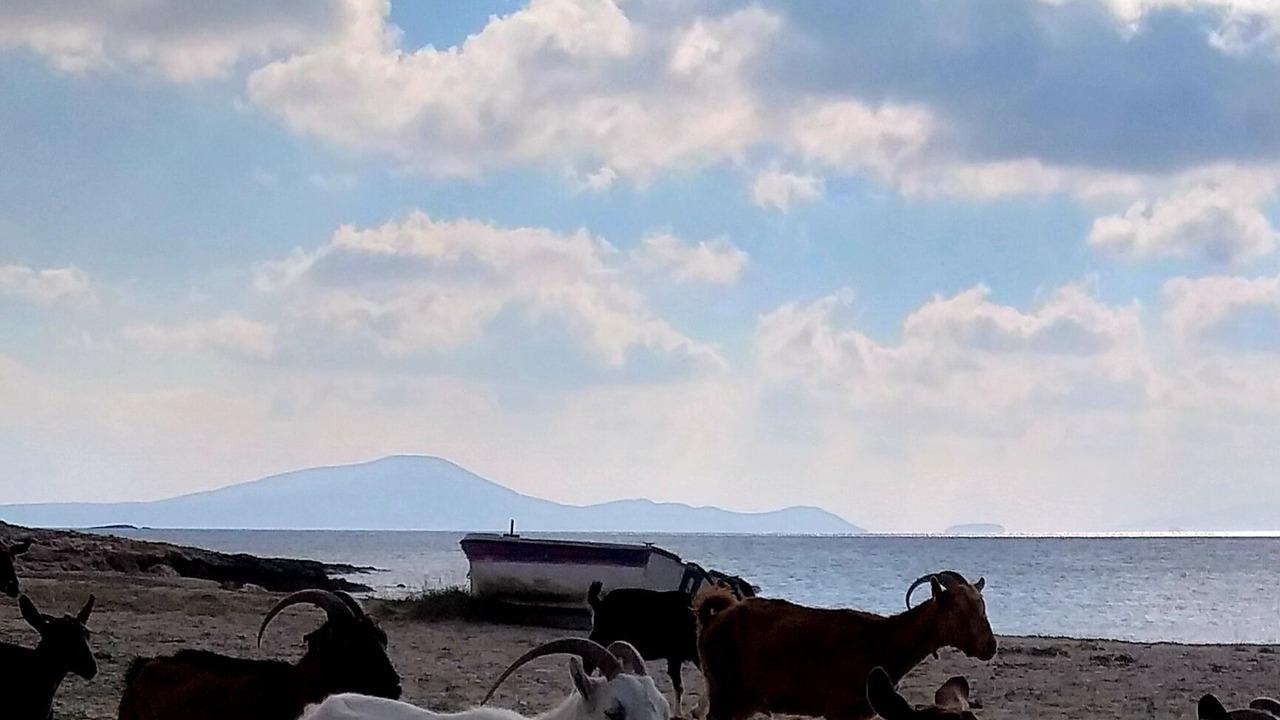 Photo of Others in Naxos