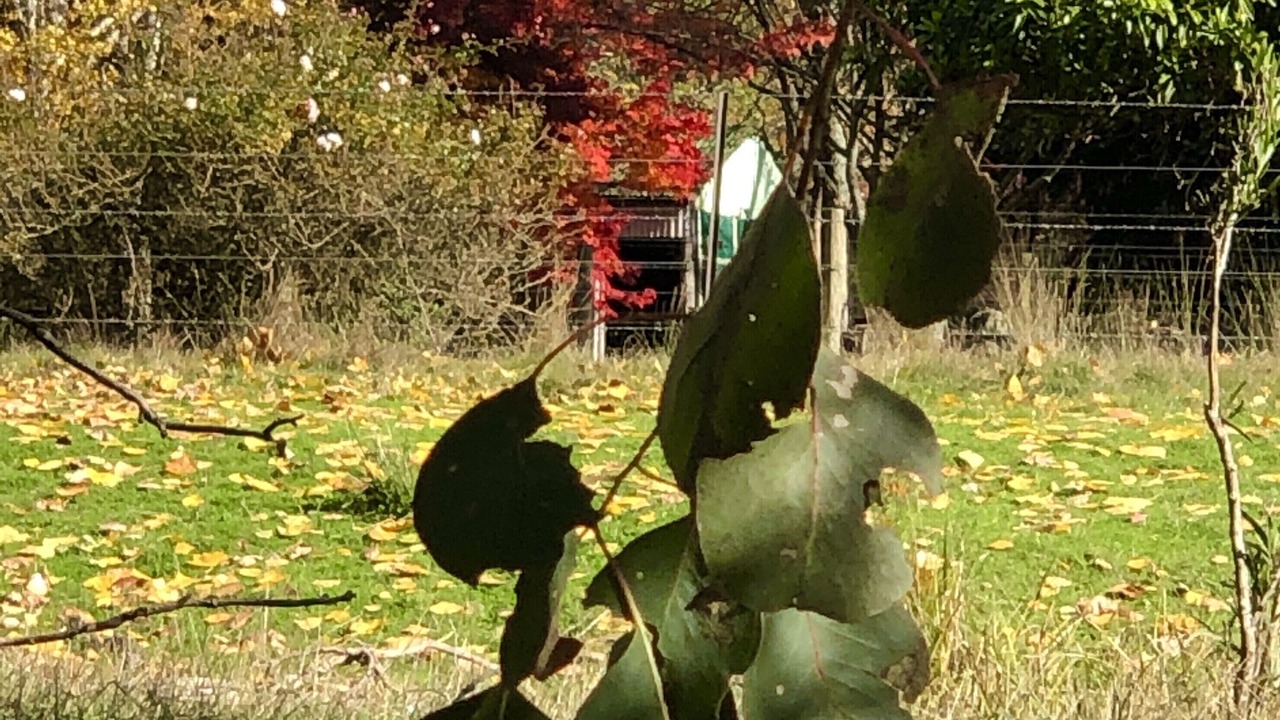 Photo of Outdoor in Skenes Creek