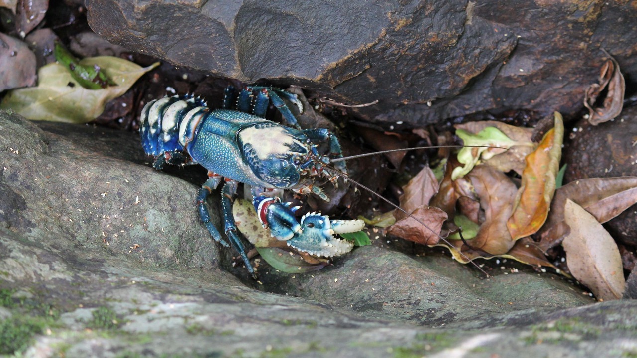 Photo of Outdoor in Springbrook