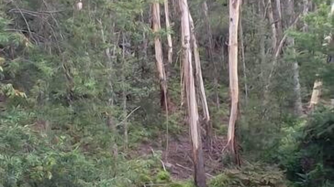 Photo of Outdoor in Leura