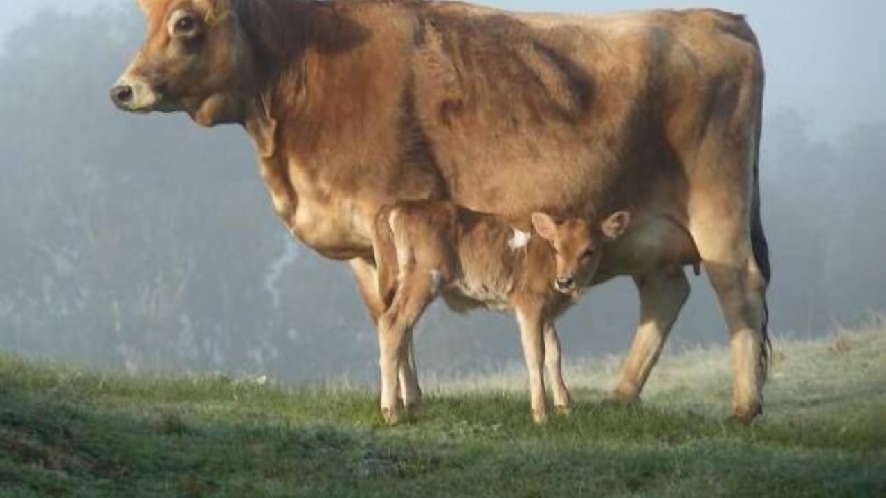 Photo of Others in Culla
