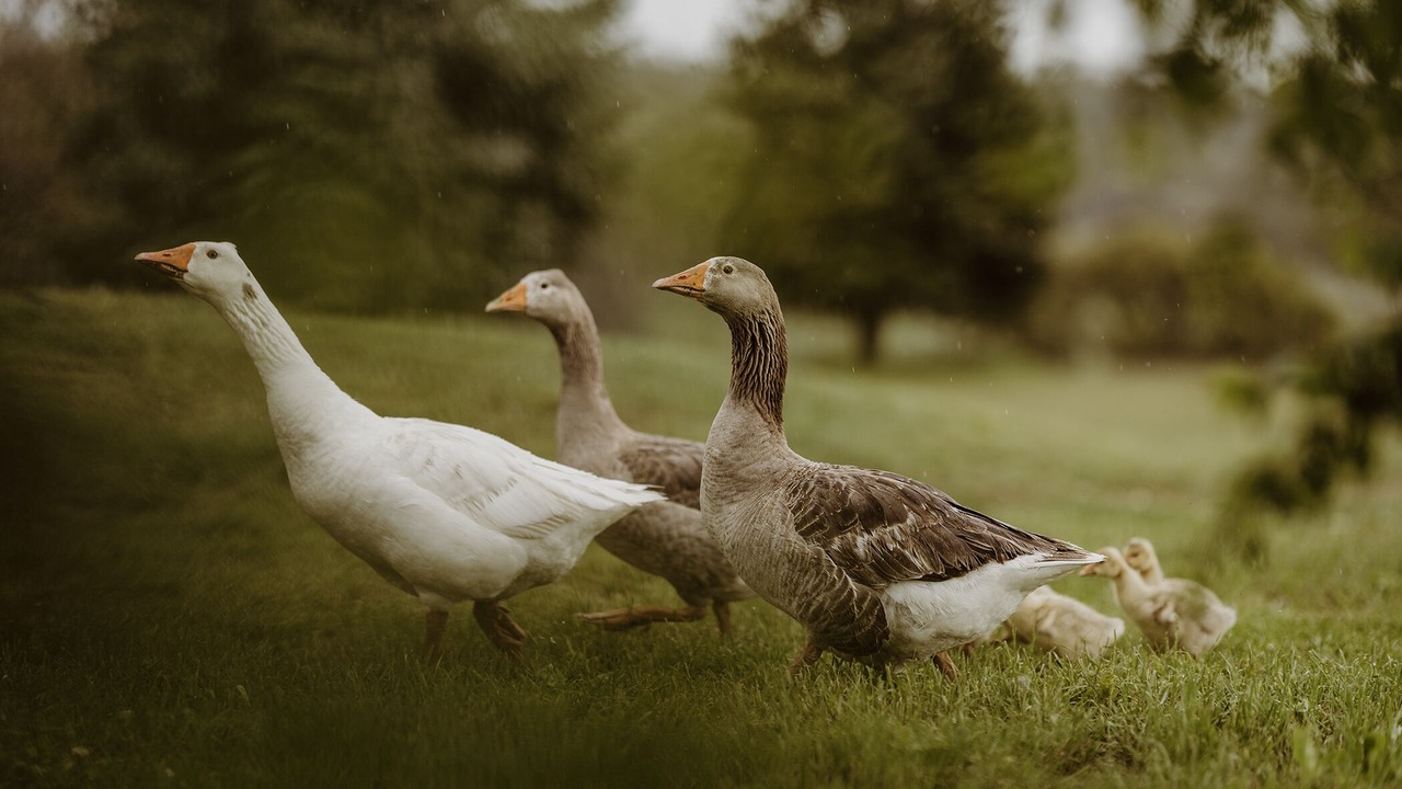Photo of Others in Greenlands