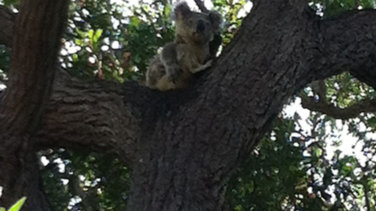 Photo of Outdoor in Lemon Tree Passage