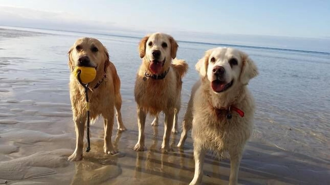 Photo of Others in Dunsborough