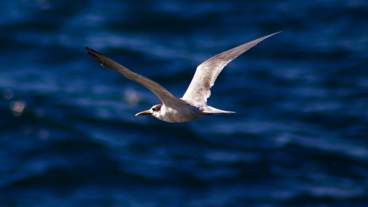 Photo of Others in Avoca Beach