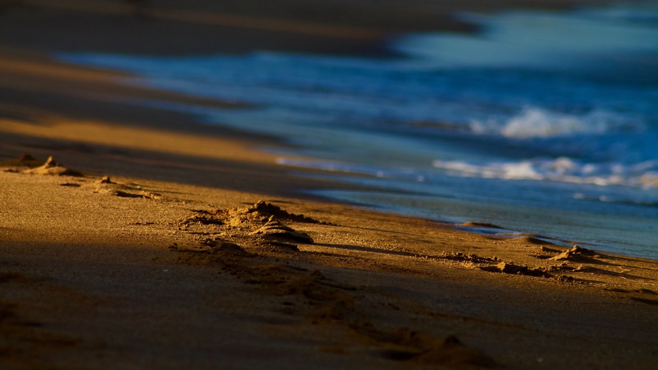 Photo of Others in Avoca Beach