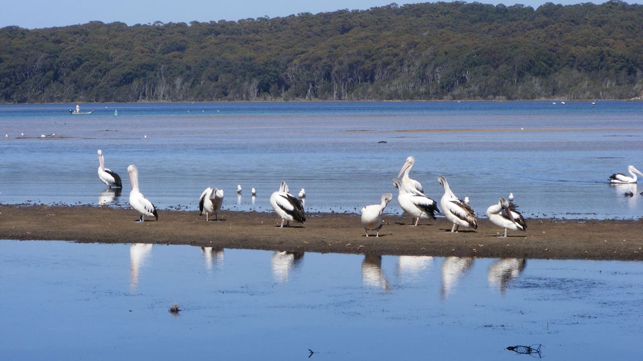 Photo of Others in Tuross Head