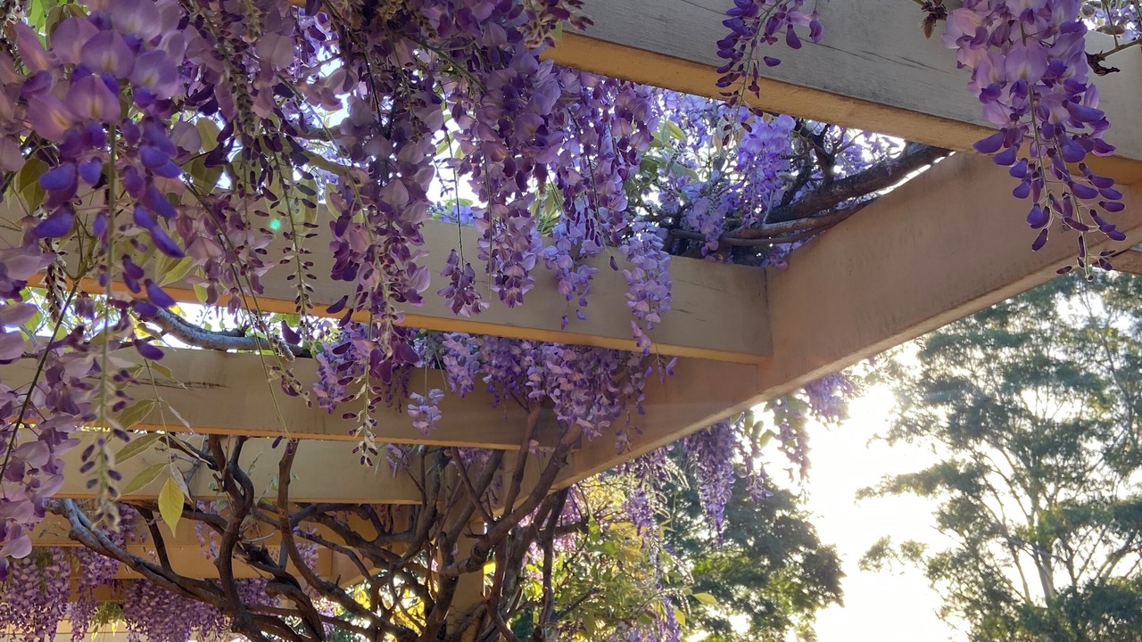 Photo of Outdoor in Terranora