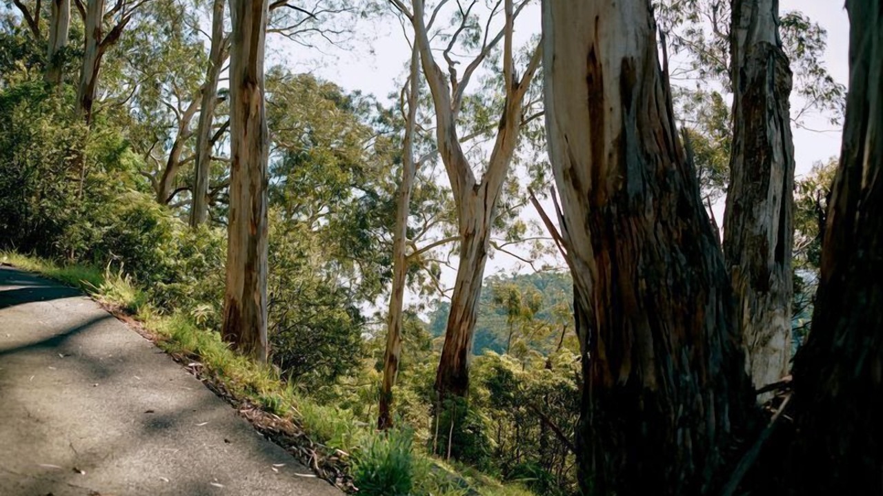Photo of Outdoor in Warburton