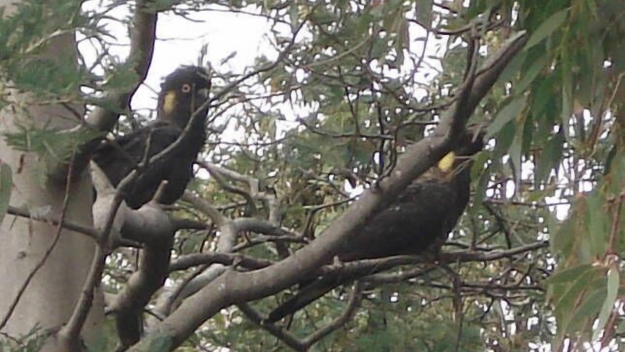 Photo of Outdoor in Bream Creek