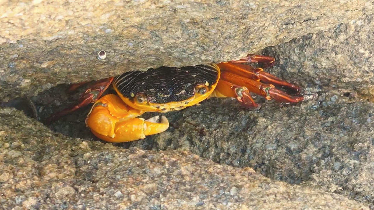Photo of Others in Baudin Beach