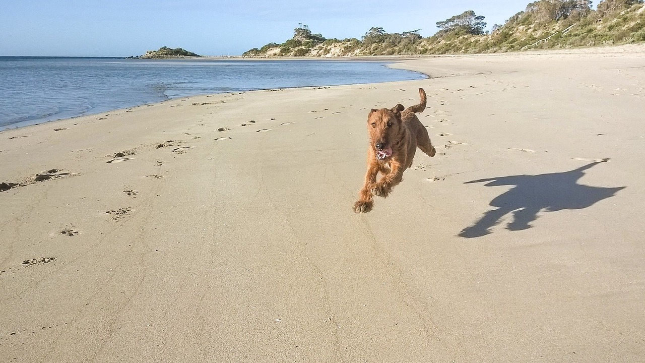Photo of Others in Baudin Beach