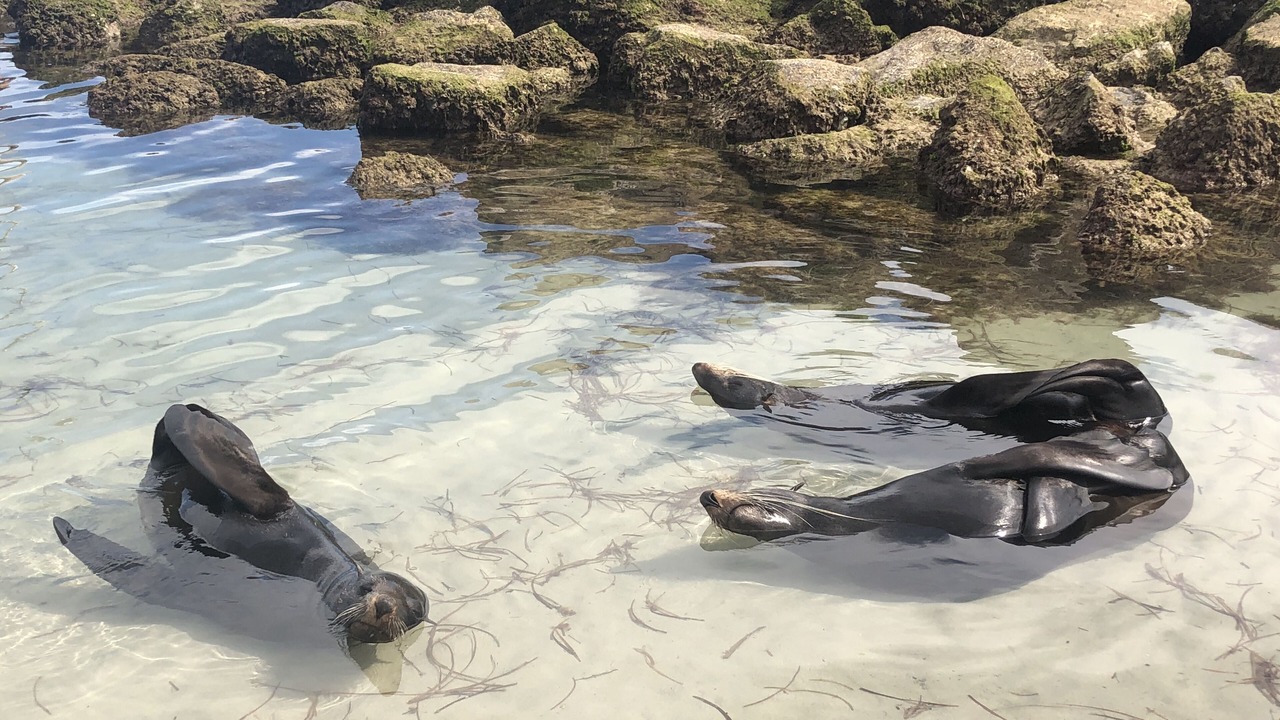 Photo of Others in Baudin Beach