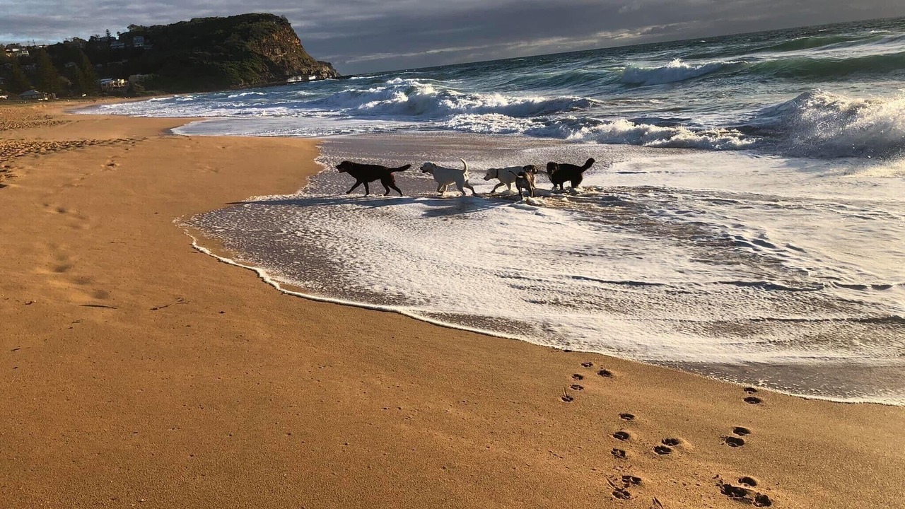 Photo of Others in Avoca Beach