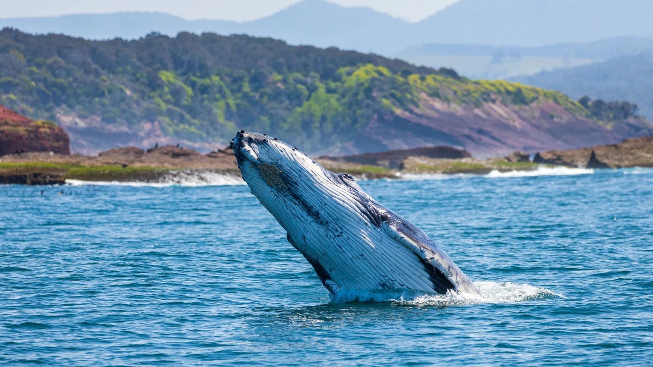 Photo of Others in Merimbula