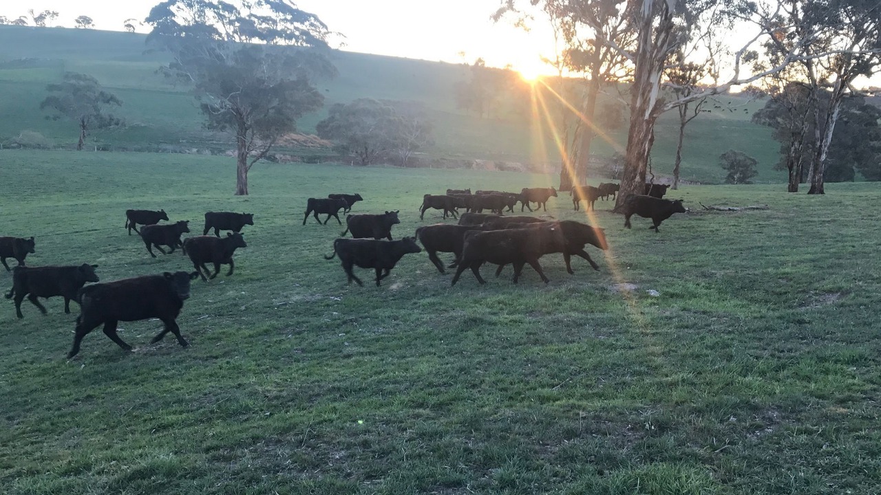 Photo of Outdoor in Central Tablelands
