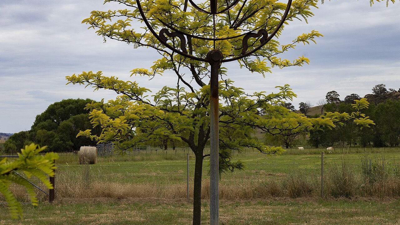 Photo of Others in Central Tablelands