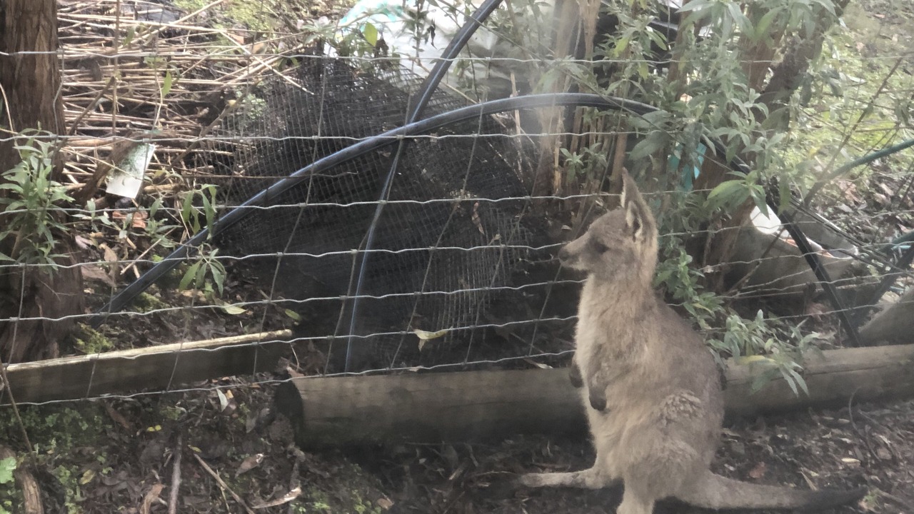 Photo of Others in Woori Yallock