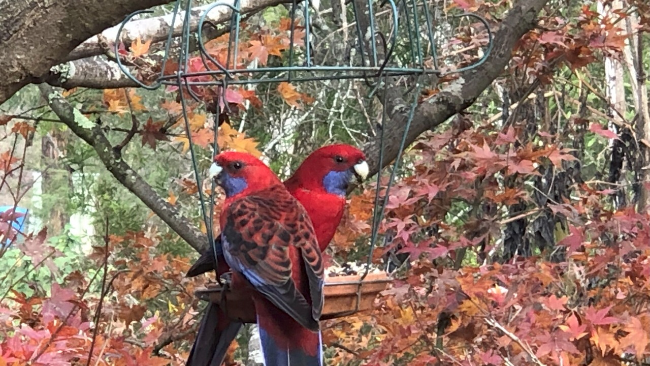 Photo of Others in Woori Yallock