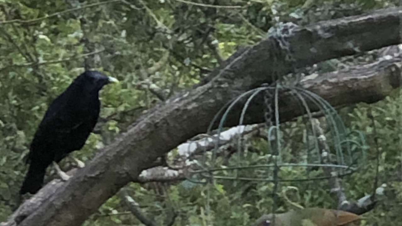 Photo of Others in Woori Yallock