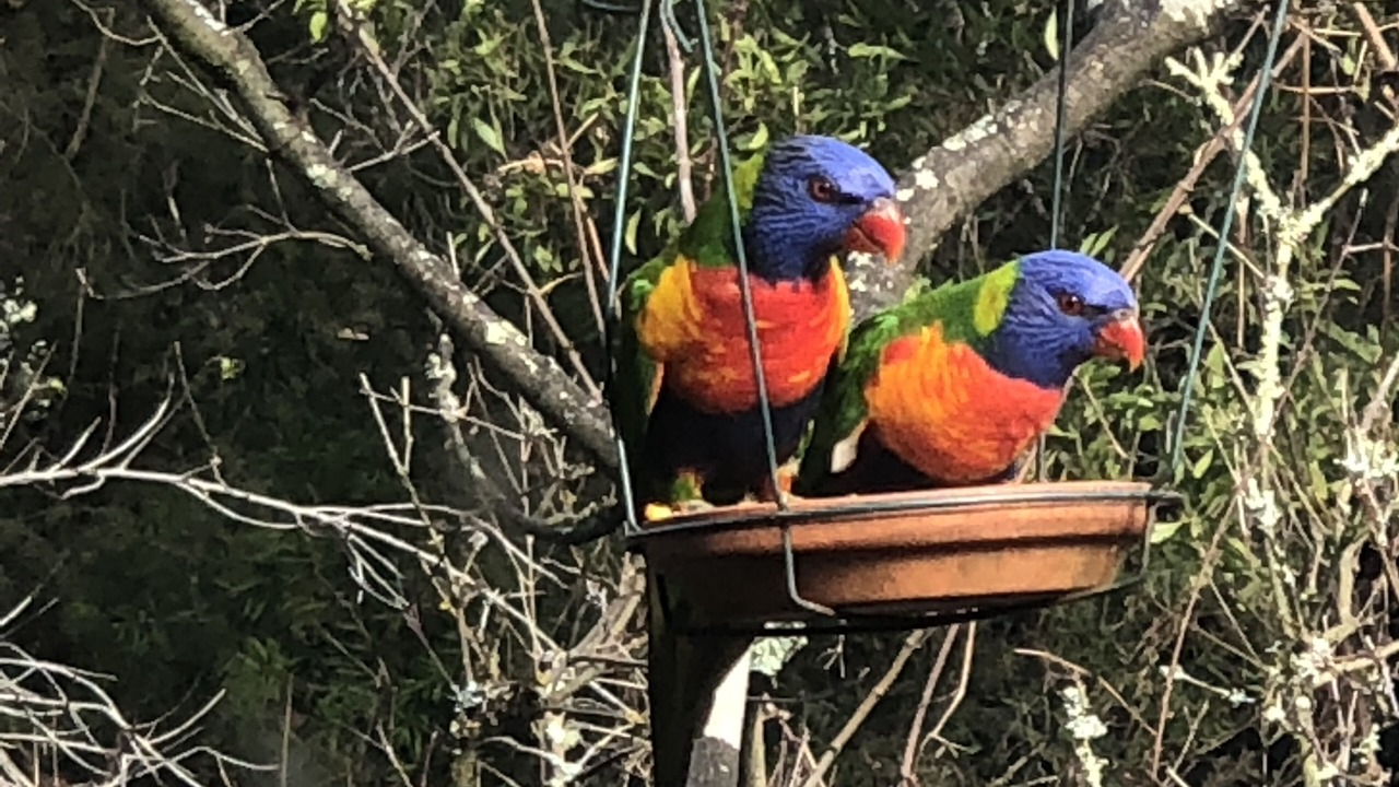 Photo of Others in Woori Yallock