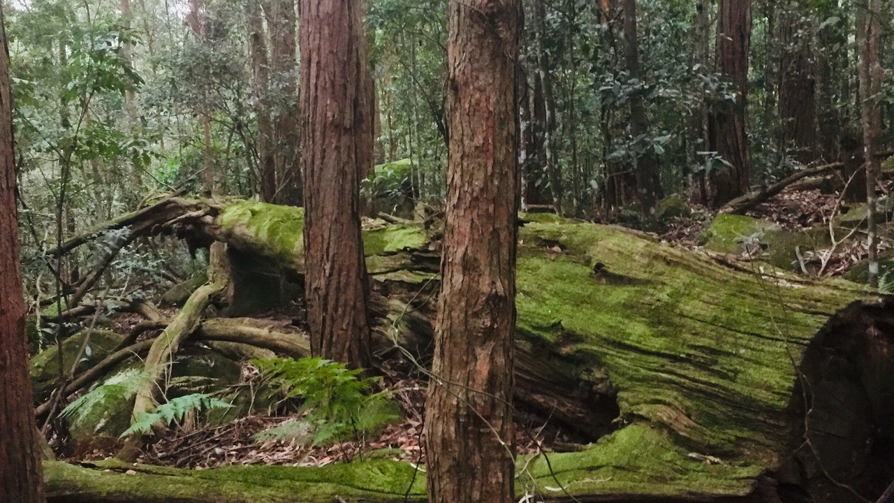 Photo of Others in Foxground