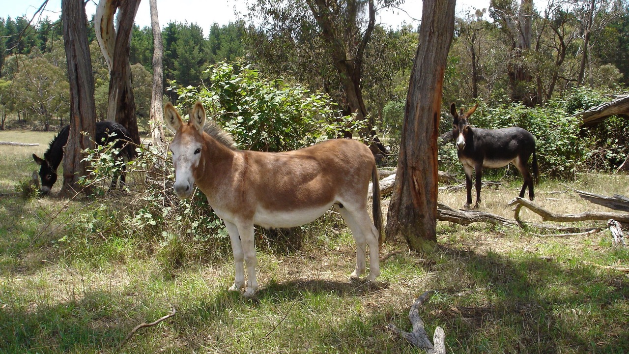 Photo of Outdoor in Oberon