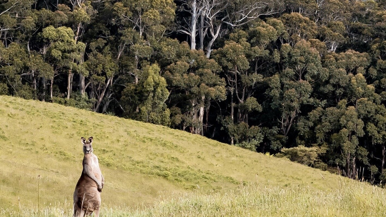 Photo of Others in Lorne