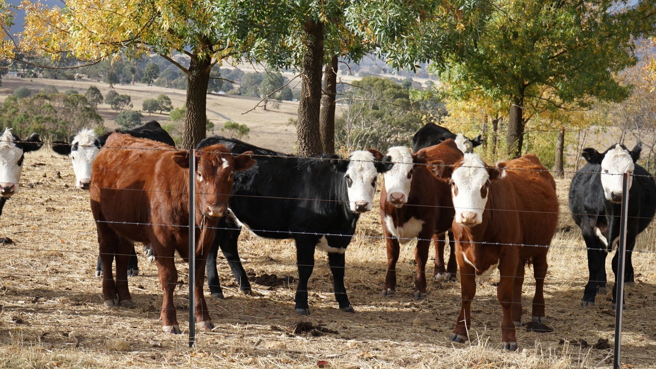 Photo of Others in Merrijig