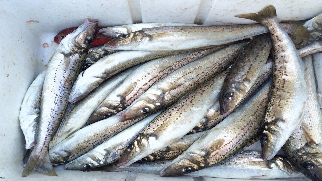 Photo of Others in Lake Wangary