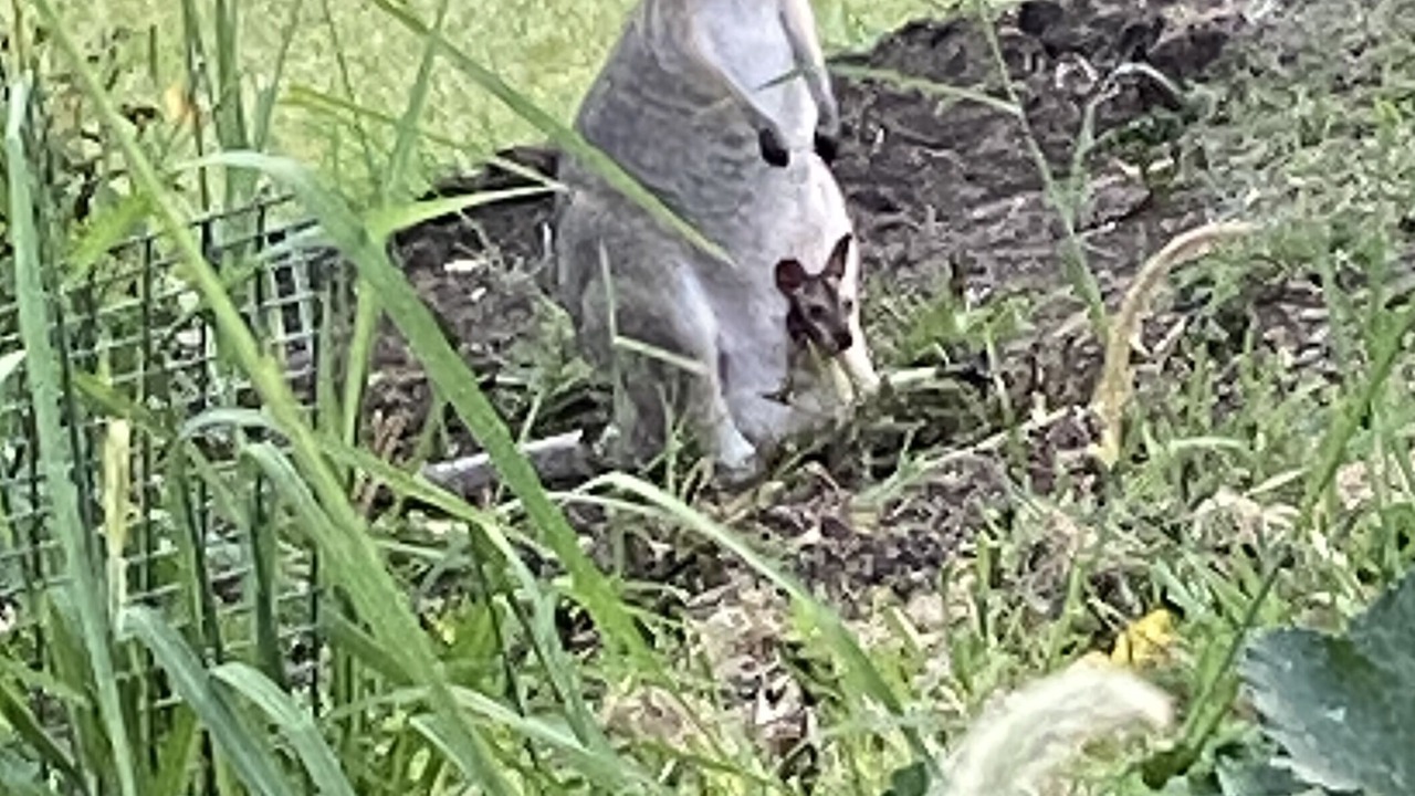 Photo of Outdoor in Nimbin
