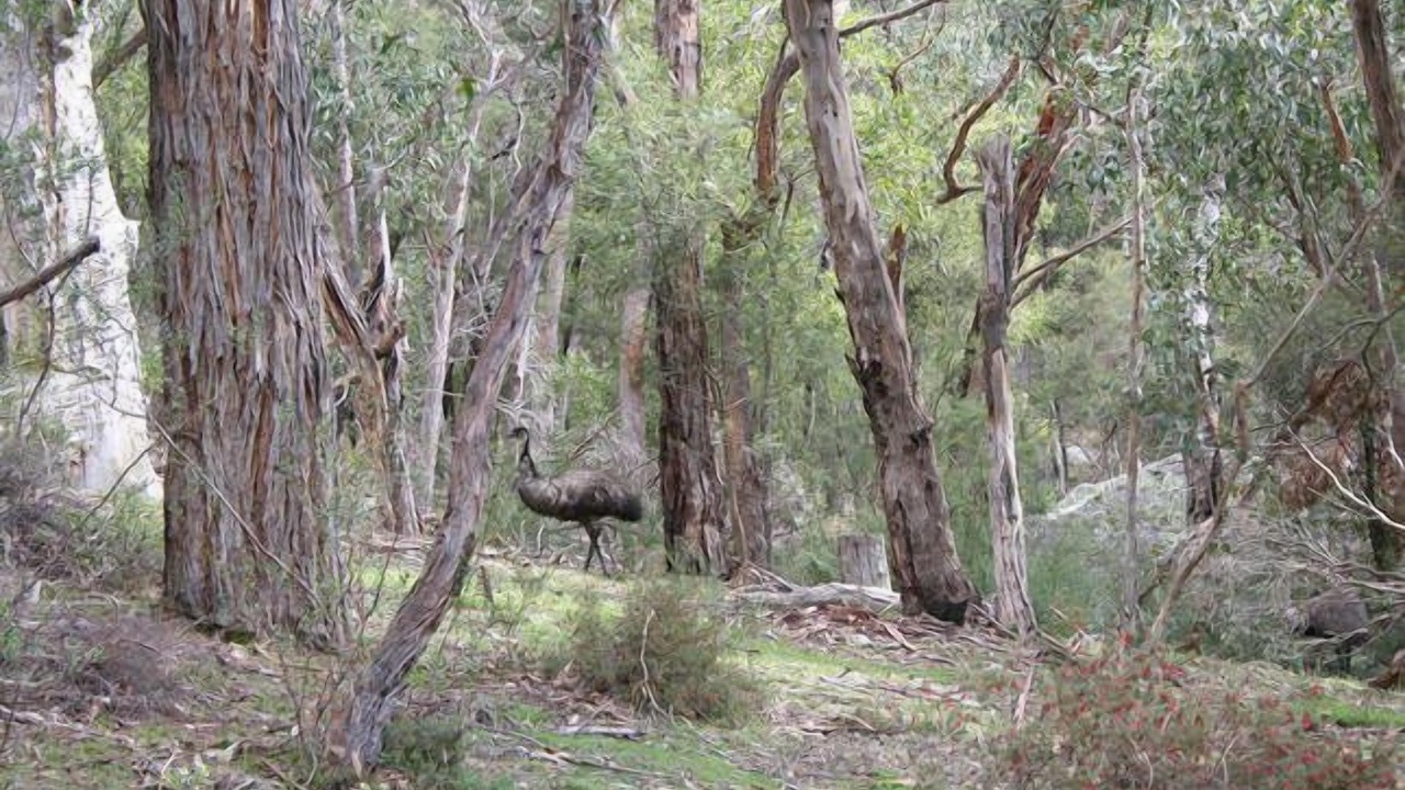 Photo of Outdoor in Halls Gap